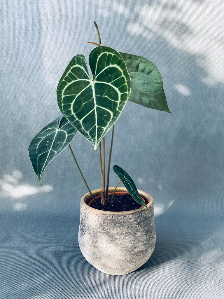 anthurium-clarinervium-35-cm