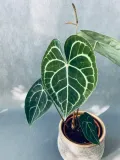 anthurium-clarinervium-35-cm-rodzaj-rosliny-rosliny-zielone