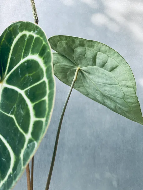 anthurium-clarinervium-35-cm-roslina-w-postaci-inna
