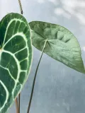 anthurium-clarinervium-35-cm-roslina-w-postaci-inna