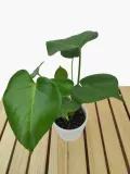 monstera-deliciosa-45cm