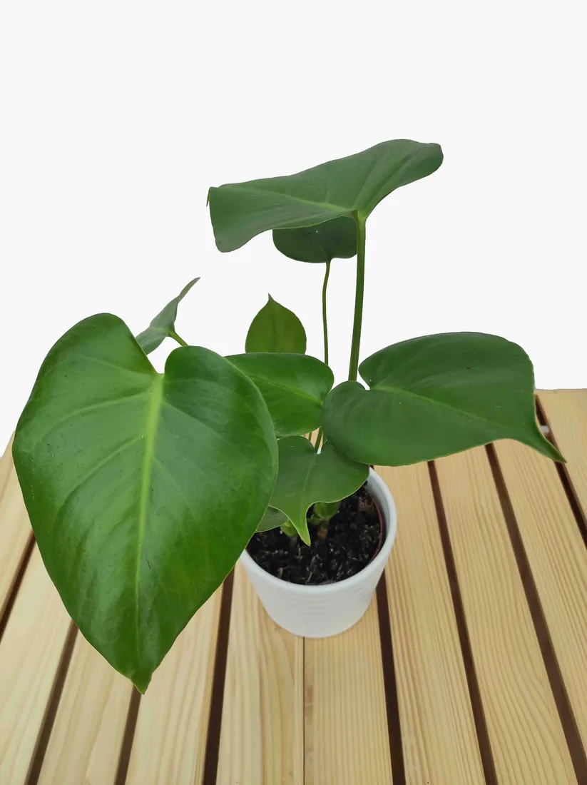 monstera-deliciosa-45cm