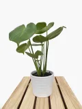 monstera-deliciosa-45cm-rodzaj-rosliny-rosliny-zielone