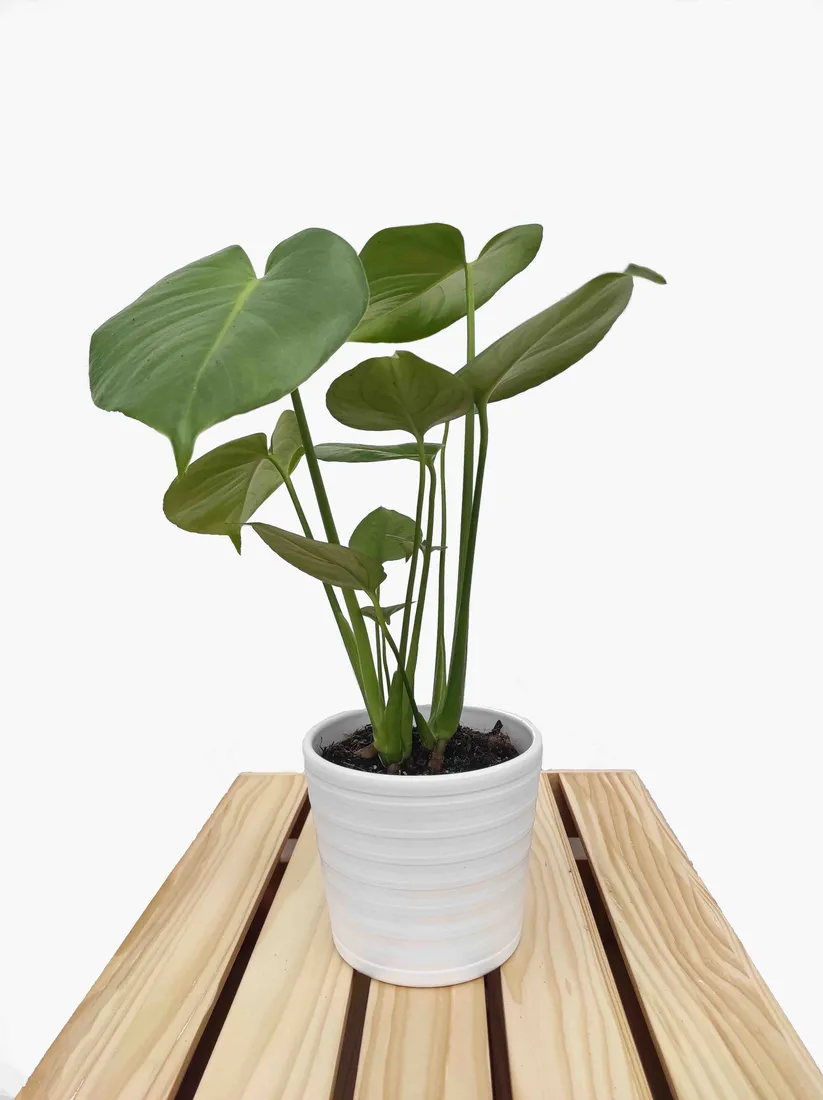 monstera-deliciosa-45cm