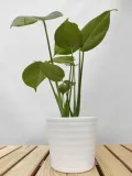 monstera-deliciosa-45cm-roslina-w-postaci-inna