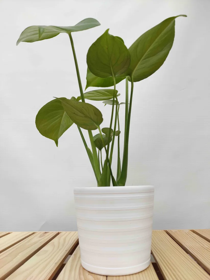 monstera-deliciosa-45cm