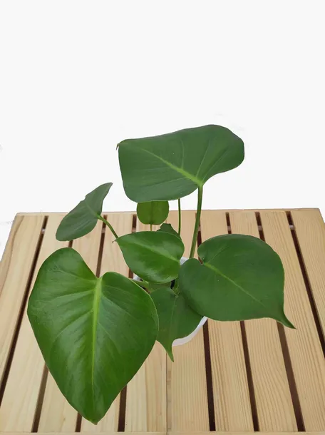 monstera-deliciosa-45cm-kod-produktu-107337