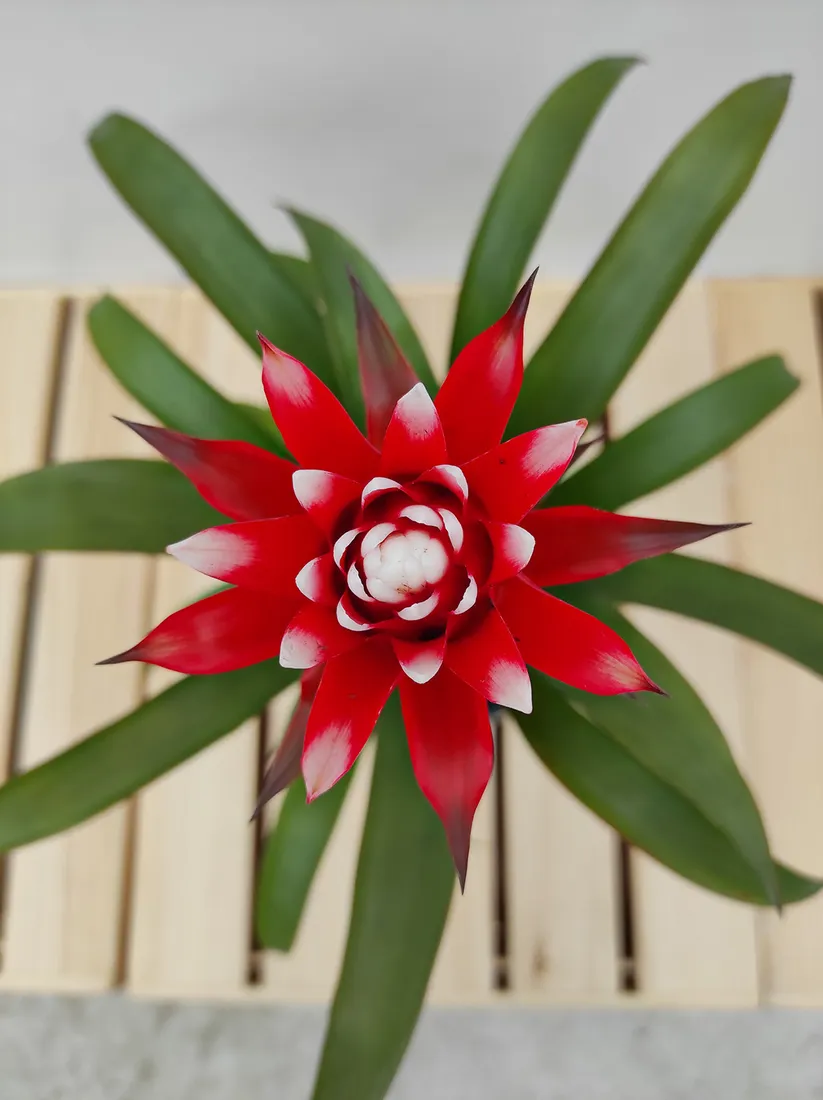 guzmania-hope-40cm