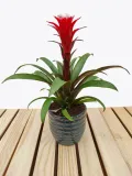 guzmania-hope-40cm-rodzaj-rosliny-rosliny-zielone