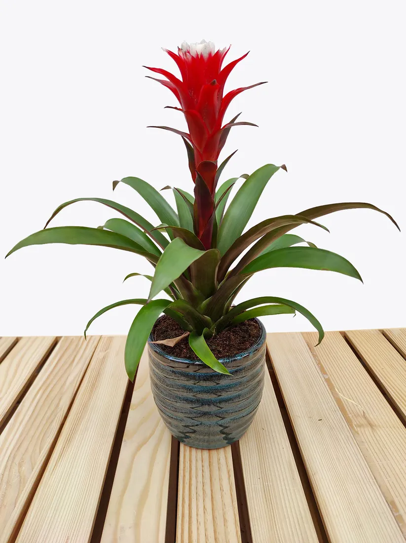 guzmania-hope-40cm