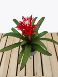 guzmania-hope-40cm