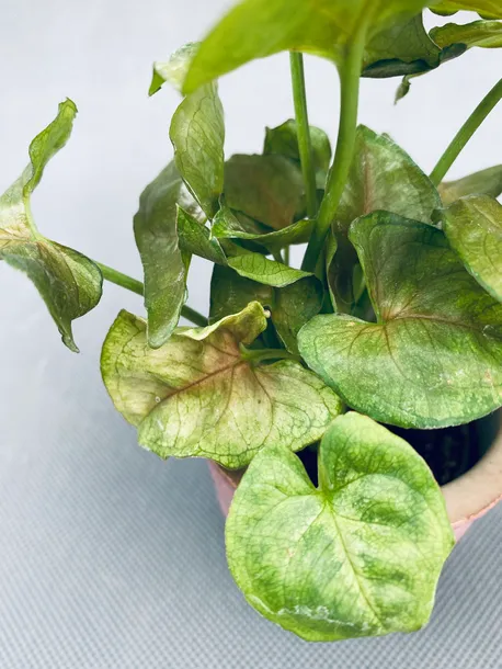 syngonium-mini-mix-15-cm-rodzaj-rosliny-rosliny-zielone