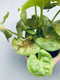 syngonium-mini-mix-15-cm-rodzaj-rosliny-rosliny-zielone