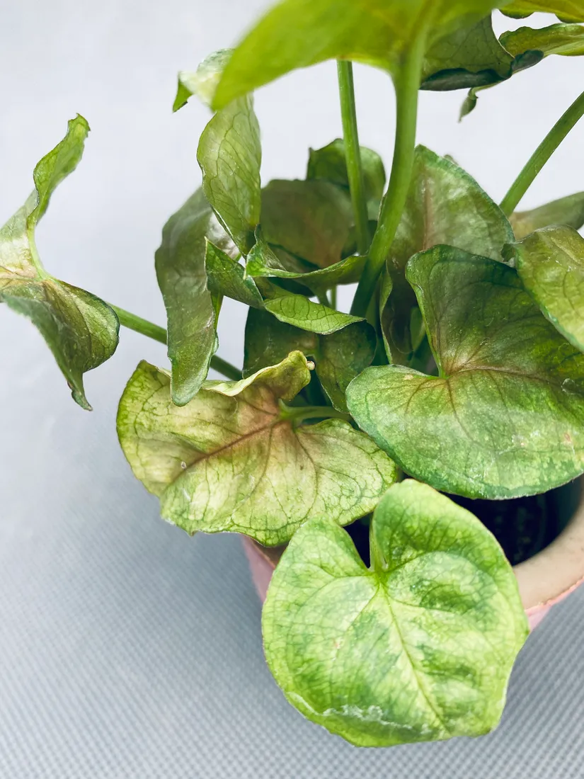 syngonium-mini-mix-15-cm