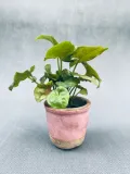 syngonium-mini-mix-15-cm
