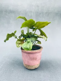 syngonium-mini-mix-15-cm