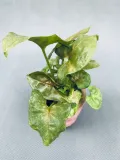syngonium-mini-mix-15-cm-roslina-w-postaci-inna