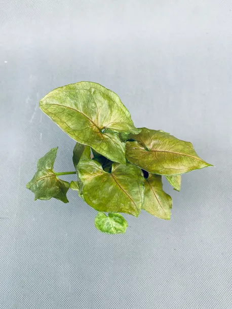 syngonium-mini-mix-15-cm-kod-produktu-109615