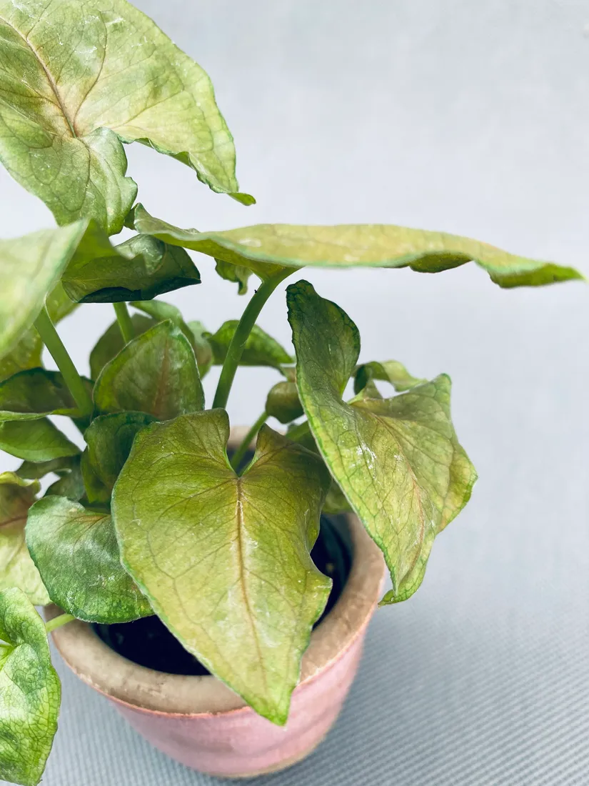 syngonium-mini-mix-15-cm