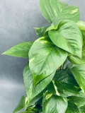 epipremnum-pinnatum-moss-stick-70-cm-rodzaj-rosliny-rosliny-zielone