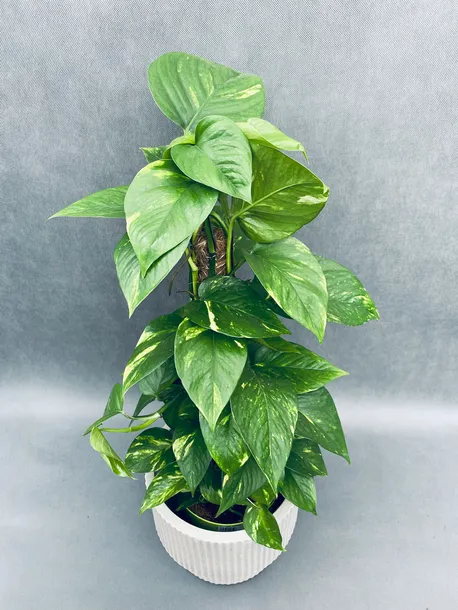 epipremnum-pinnatum-moss-stick-70-cm