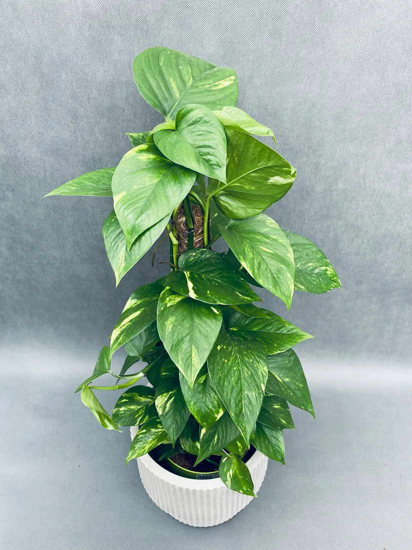epipremnum-pinnatum-moss-stick-70-cm