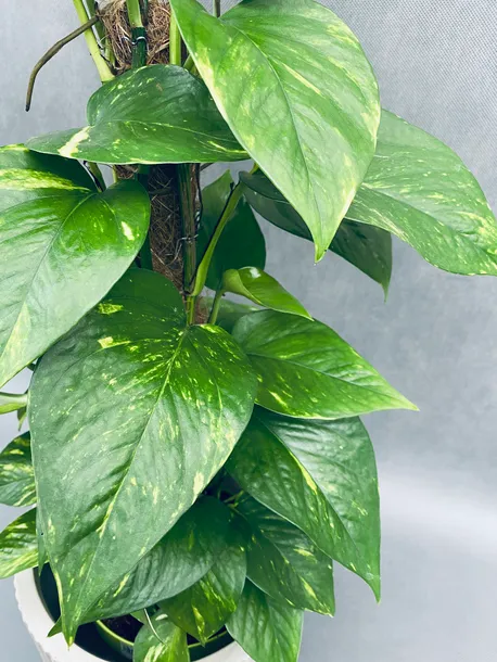 epipremnum-pinnatum-moss-stick-70-cm-roslina-w-postaci-inna