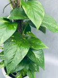 epipremnum-pinnatum-moss-stick-70-cm-roslina-w-postaci-inna