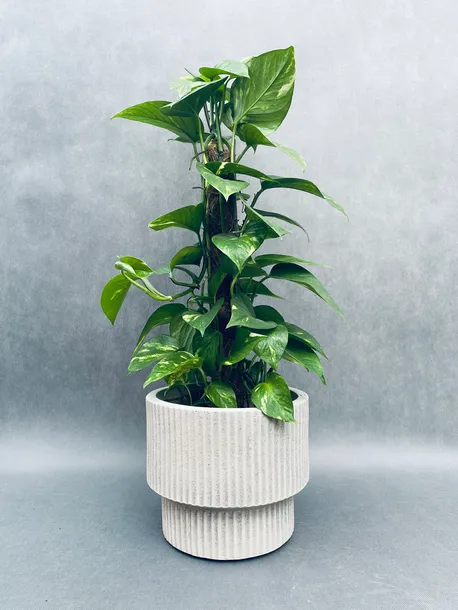 epipremnum-pinnatum-moss-stick-70-cm-kod-produktu-109781