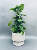 epipremnum-pinnatum-moss-stick-70-cm-kod-produktu-109781