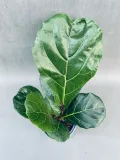 ficus-lyrata-40-cm-rodzaj-rosliny-rosliny-zielone