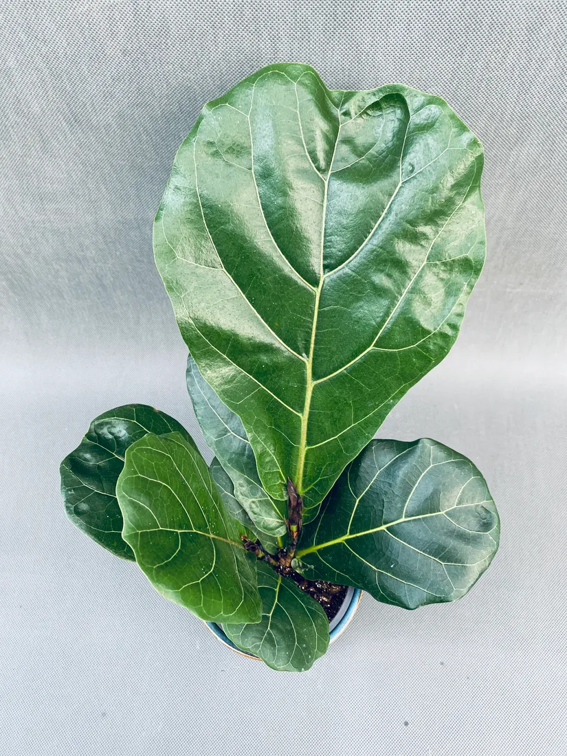 ficus-lyrata-40-cm