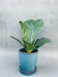 ficus-lyrata-40-cm