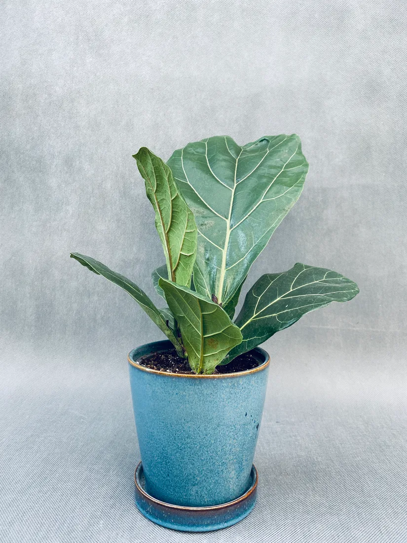 ficus-lyrata-40-cm