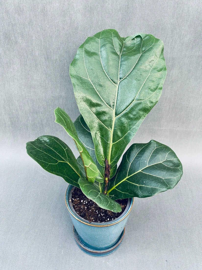 ficus-lyrata-40-cm