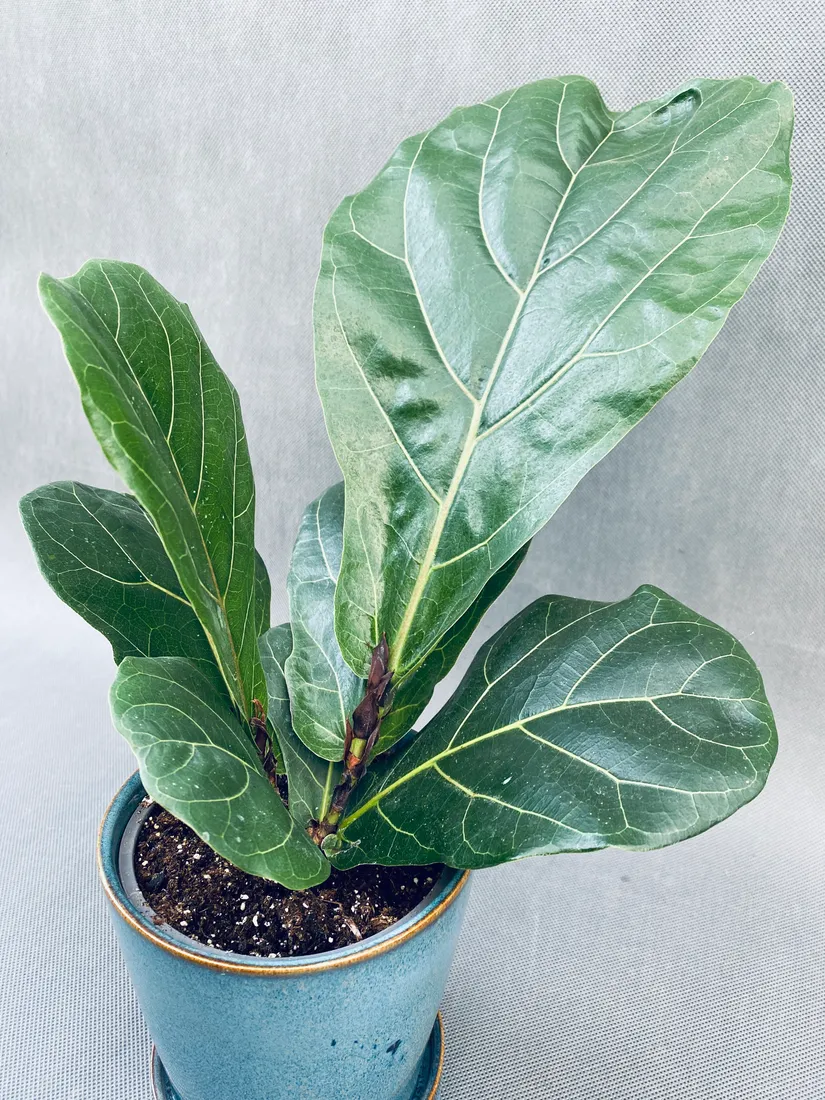 ficus-lyrata-40-cm-rodzaj-rosliny-rosliny-zielone