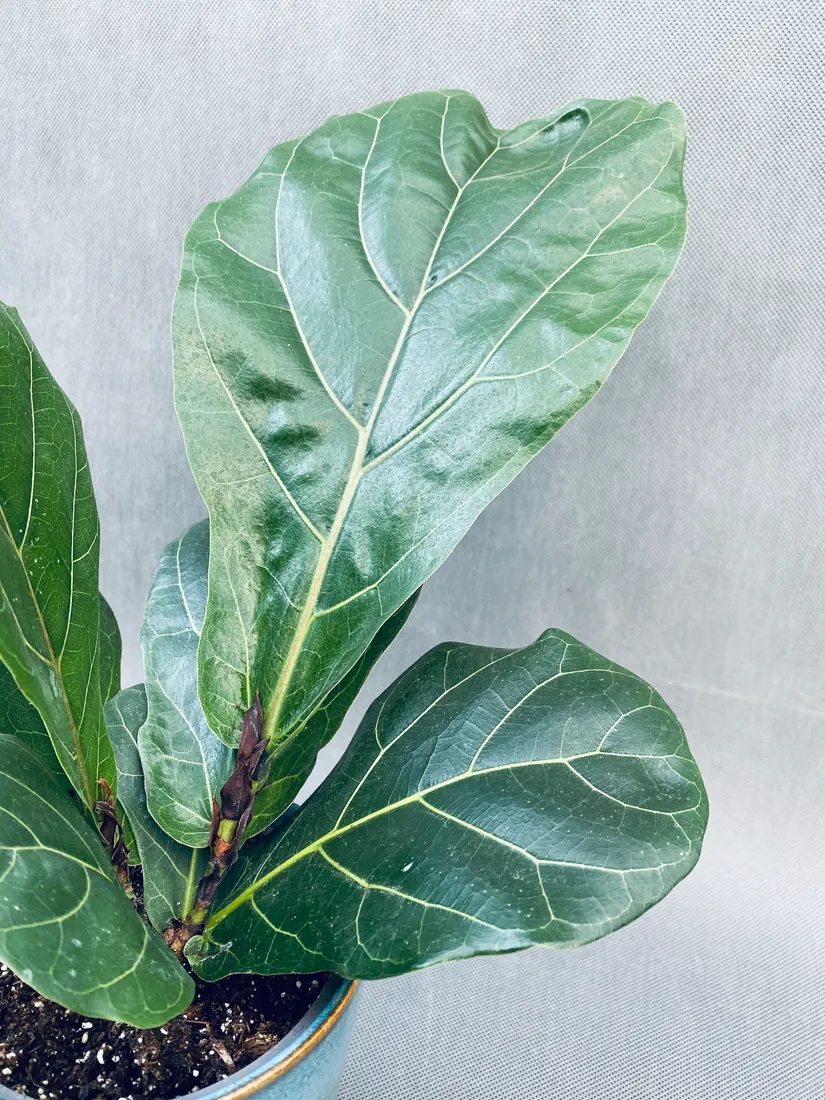 ficus-lyrata-40-cm