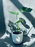 monstera-deliciosa-60-cm
