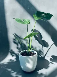 monstera-deliciosa-60-cm