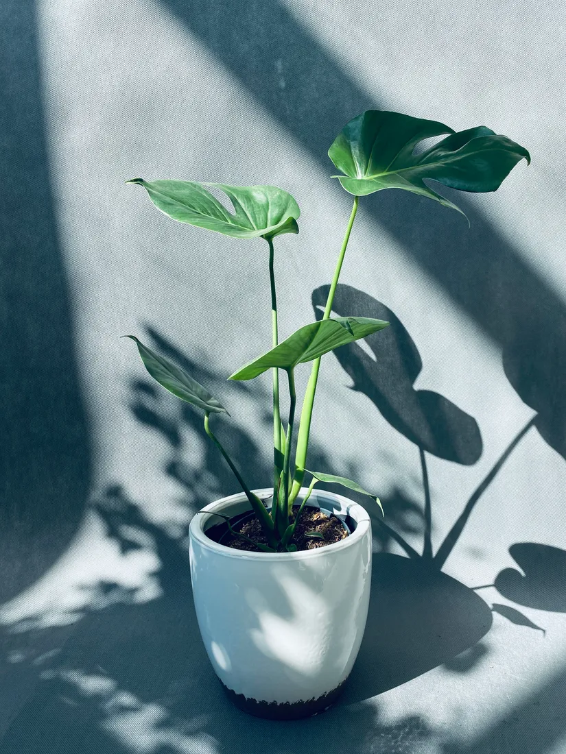 monstera-deliciosa-60-cm
