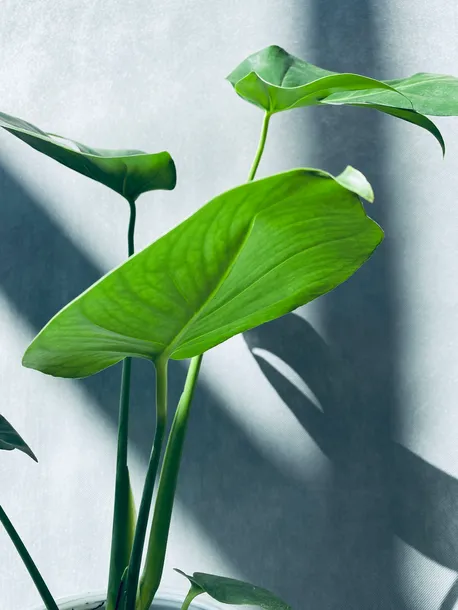 monstera-deliciosa-60-cm-rodzaj-rosliny-rosliny-zielone