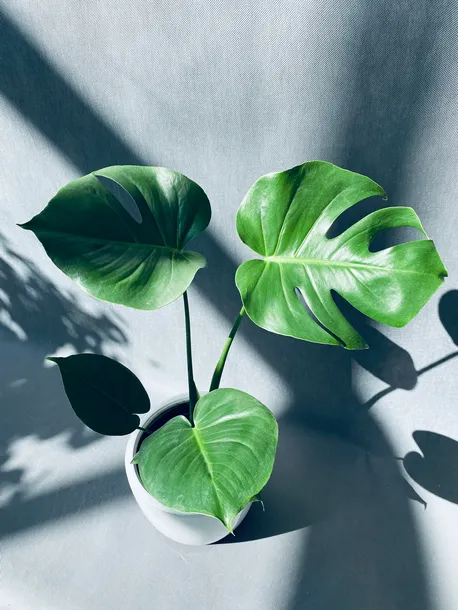 monstera-deliciosa-60-cm-roslina-w-postaci-inna