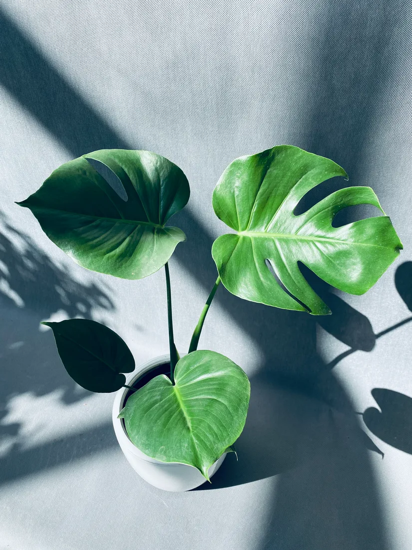 monstera-deliciosa-60-cm