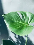 monstera-deliciosa-60-cm-kod-produktu-23024