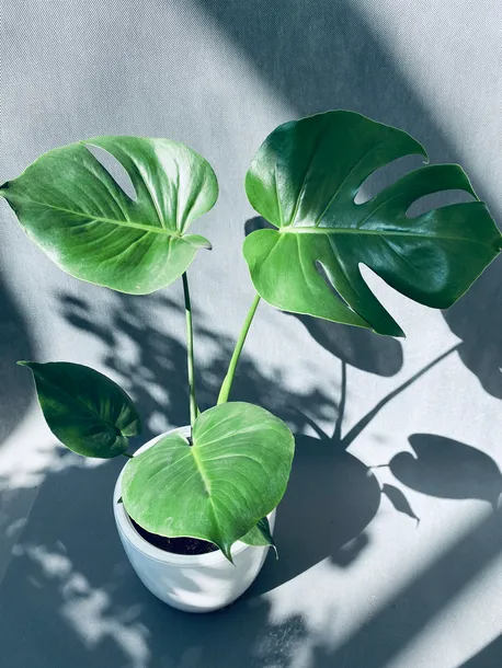 monstera-deliciosa-60-cm-rodzaj-rosliny-rosliny-zielone-roslina-w-postaci-inna