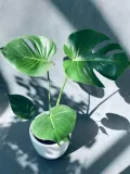 monstera-deliciosa-60-cm-rodzaj-rosliny-rosliny-zielone-roslina-w-postaci-inna