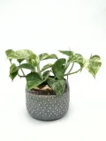 epipremnum-marble-queen-15-cm