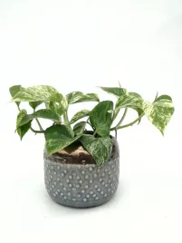 epipremnum-marble-queen-15-cm