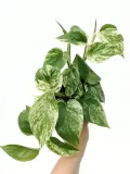 epipremnum-marble-queen-15-cm-rodzaj-rosliny-rosliny-zielone