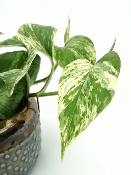 epipremnum-marble-queen-15-cm-roslina-w-postaci-inna